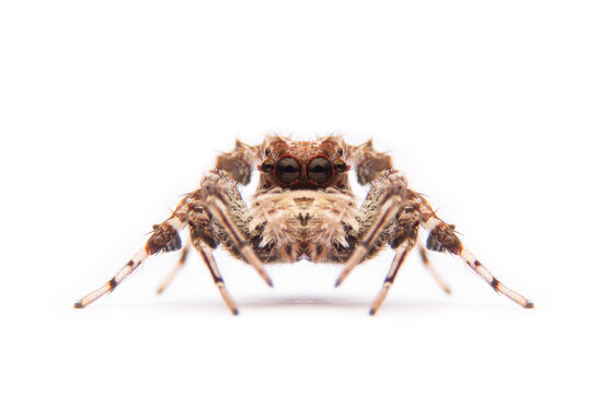 jumping spider portia labiata isolated on white background.