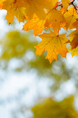Yellow leaves in autumn park on blurred background. Golden autumn time