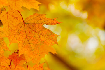 Yellow leaves in autumn park on blurred background. Golden autumn time