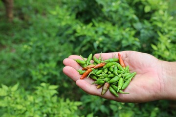 hand hold chili at farm chili in the morning.chili peppers in a vegetable garden