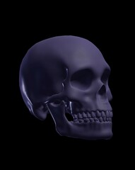 human skull x ray view