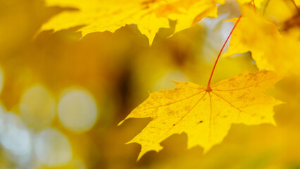 Golden autumn leaves, close up. Autumnal foliage background