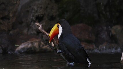 Toucan in the zoo