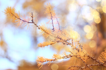 scenery yellow larch beautiful autumn forest, ecology climate change