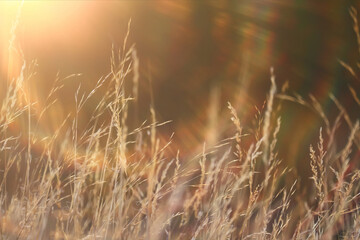 dry grass sun rays background wind nature landscape freedom