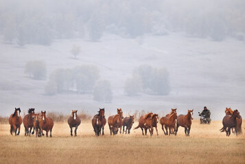 horses running across the steppe, dynamic freedom herd