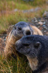 Cute Groundhogs. Blurred background. Groundhog with fluffy fur sitting on a meadow. View of the landscape. Groundhog Day. Photographed on Grossglockner.