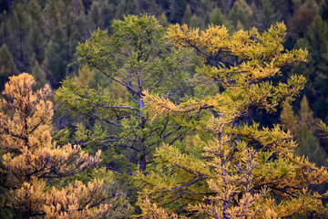 dense withered spruce forest ecology climate destroyed