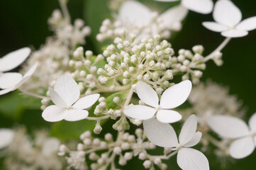 Hydrangea white flowers, close up photo
