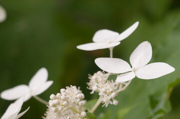 Hydrangea white flowers, close up photo