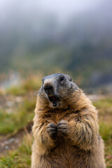 Cute Groundhog, standing on his hind legs with his mouth open. Blurred background. Groundhog with fluffy fur sitting on a meadow. View of the landscape. Photographed on Grossglockner. close up