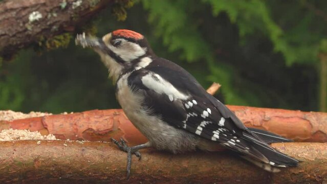great spotted woodpecker juvenile perched branch lift head close natural world norway