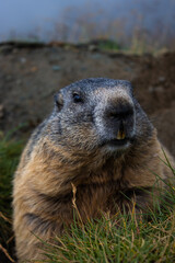 Cute Groundhog, who came out of his burrow and is looking around. Blurred background. Groundhog with fluffy fur sitting on a meadow. View of the landscape. Groundhog Day. Photographed on Grossglockner