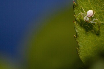 Closeup shot of the Misumena vatia (flower crab spider) on a green leaf