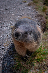 Cute Groundhog, who came out of his burrow and is looking around. Blurred background. Groundhog with fluffy fur sitting on a meadow. View of the landscape. Photographed on Grossglockner.