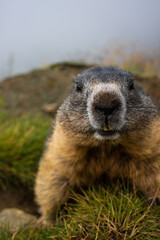 Cute Groundhog looking into the camera. Groundhog with fluffy fur sitting on a meadow. View of the landscape. Groundhog Day.