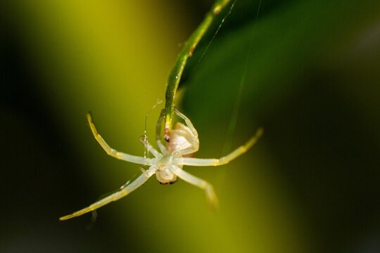 Closeup shot of the Misumena vatia (flower crab spider) on a green leaf