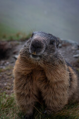 Cute Groundhog smiling at the camera. Groundhog with fluffy fur sitting on a meadow. View of the landscape. Groundhog Day. close up