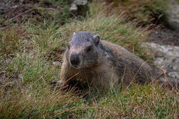 Naklejka na ściany i meble Cute Groundhog, who came out of his burrow and is looking around. Blurred background. Groundhog with fluffy fur sitting on a meadow. View of the landscape. Photographed on Grossglockner.