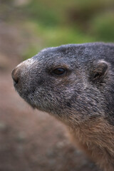 Naklejka premium Cute Groundhog photographed from the side. Blurred background. Groundhog with fluffy fur sitting on a meadow. View of the landscape. Groundhog Day. Photographed on Grossglockner.