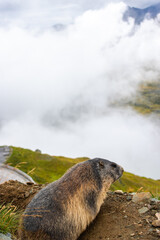 Cute Groundhog looking at the Grossglockner. View of the landscape. Groundhog with fluffy fur sitting in a meadow. Groundhog Day.