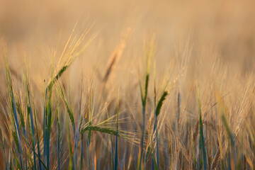 grain harvest background crisis farming