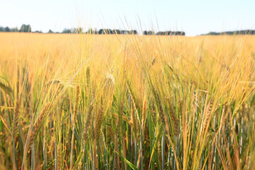 grain harvest background crisis farming