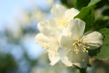 Obraz premium Beautiful blooming white jasmine shrub outdoors, closeup. Space for text