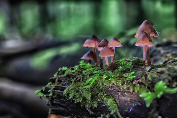 toadstool mushrooms toxic psychedelic dangerous ecosystem
