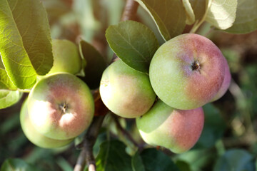 Fresh and ripe apples on tree branch, closeup