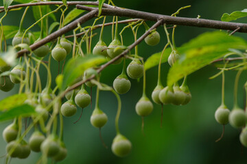 8月のエゴノキの実