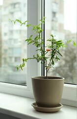 Potted pomegranate plant on window sill indoors