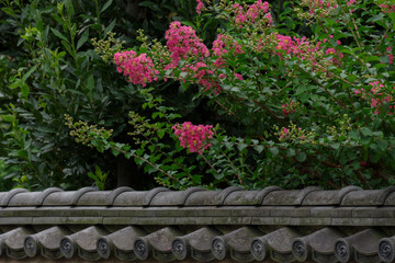 瓦のある塀と赤い百日紅