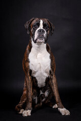 portrait of the boxer dog