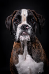 portrait of the boxer dog