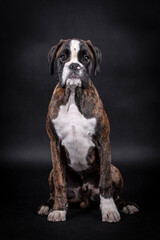 portrait of the boxer dog