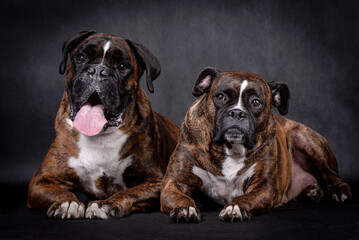 portrait of the boxer dog
