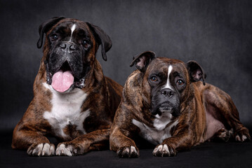 portrait of the boxer dog