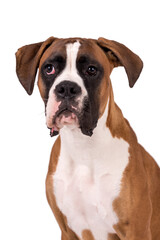 portrait of the boxer dog