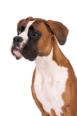 portrait of the boxer dog