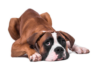 Obraz premium portrait of the boxer dog