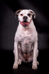 portrait of the boxer dog