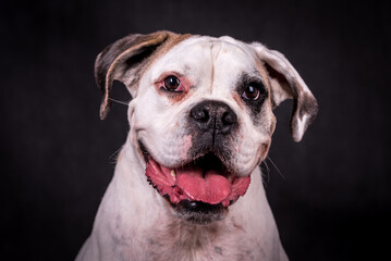 portrait of the boxer dog