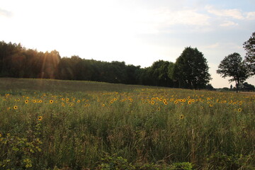 Sunflowers before sunset | Travelling around Plau am See, Mecklenburg Lake District (