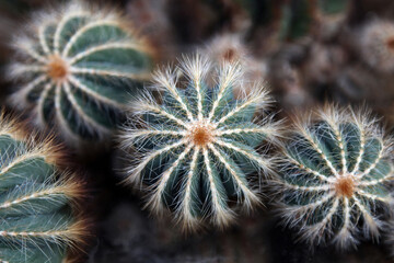 Close up of Ball cacti, Birmingham England UK
