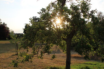 Orchard at sunset | Travelling around Plau am See, Mecklenburg Lake District (