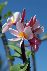 Close up of pink Frangipani blooms, Mauritius
