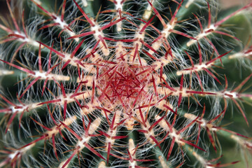 Close up of the top of a Barrel cactus, Birmingham England UK
