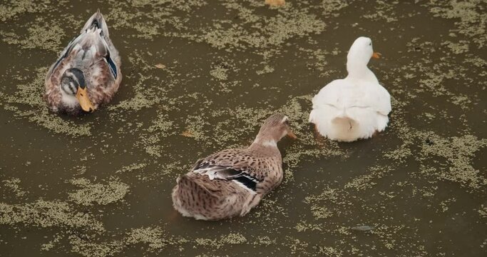 White domestic geese and ducks swim in pond on farm. Natural agriculture, private farmstead and production of eco products. Latin, international name of birds is Anser anser and Anas platyrhynchos