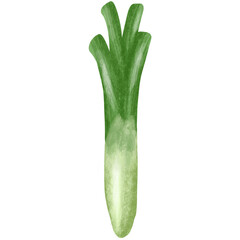green spring onion vegetable hand drawn illustration